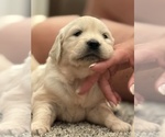Small #3 English Cream Golden Retriever