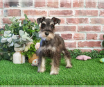 Small #8 Schnauzer (Miniature)
