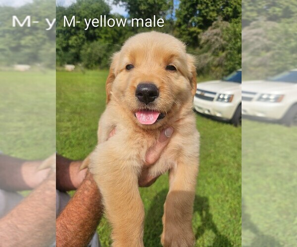 Medium Photo #2 English Cream Golden Retriever Puppy For Sale in BRYANT, AL, USA