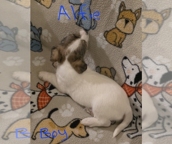Medium Photo #19 Chizer Puppy For Sale in MONTEZUMA, GA, USA