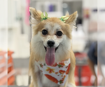 Fiona - Female Chiranian Dog for Adoption - Small photo