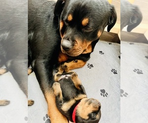 Rottweiler Puppy for sale in ELIZ CITY, NC, USA