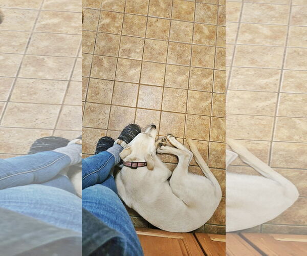 Medium Photo #13 Labrenees Puppy For Sale in Fultonham, NY, USA