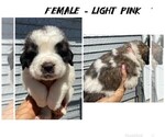 Puppy Light Pink Saint Bernard