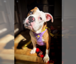 Small #1 Bulldog Mix