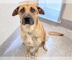 Small #1 German Shepherd Dog Mix