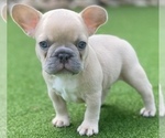 Puppy 1 French Bulldog