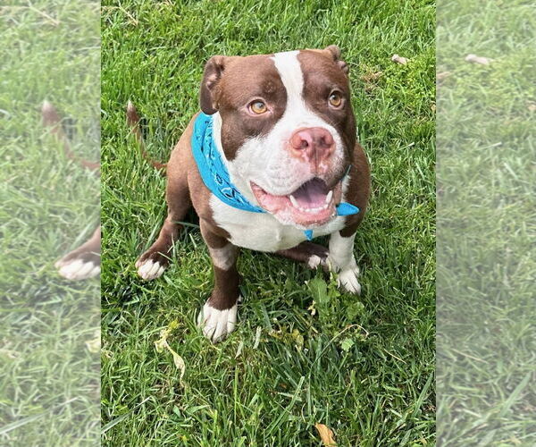 Medium Photo #10 American Pit Bull Terrier-Unknown Mix Puppy For Sale in Redlands, CA, USA