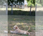Small #10 Labrador Retriever