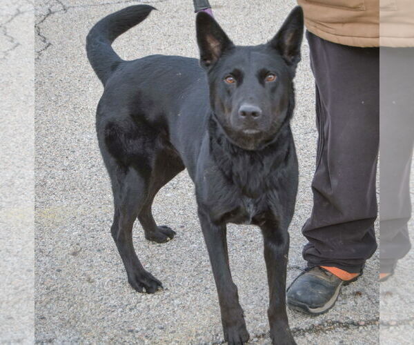 Medium Photo #2 German Shepherd Dog-Unknown Mix Puppy For Sale in Huntley, IL, USA