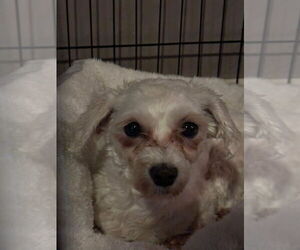 Fifi - Female Bichon Frise-Unknown Mix Dog for Adoption - Photo #4