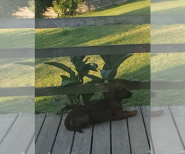 Medium Photo #4 Basset Hound-Unknown Mix Puppy For Sale in Aurora, IN, USA
