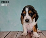 Puppy 7 Basset Hound