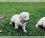 Small Photo #24 English Cream Golden Retriever Puppy For Sale in MILLVILLE, MA, USA