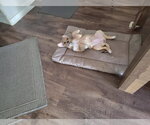 Small Photo #14 Beagle-Unknown Mix Puppy For Sale in Escondido, CA, USA