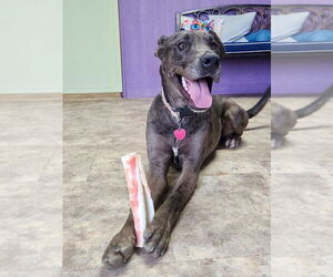 Great Dane-Unknown Mix Dogs for adoption in Bullard, TX, USA