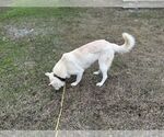 Small German Shepherd Dog