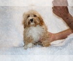 Small #1 Cockapoo (Miniature)