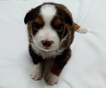 Small Photo #1 Australian Shepherd Puppy For Sale in SALEM, IN, USA