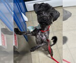 Small #3 Mutt