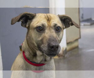 Black Mouth Cur-Unknown Mix Dogs for adoption in Mountain Home, AR, USA