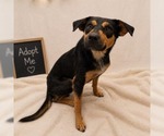 Small #1 Mutt