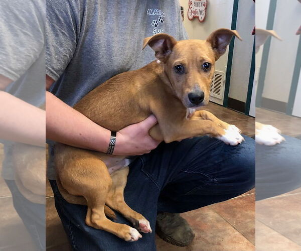 Medium Photo #4 Carolina Dog-Unknown Mix Puppy For Sale in Amarillo, TX, USA