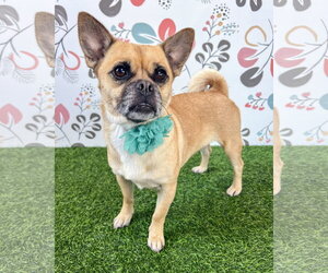 Chug Dogs for adoption in Corona, CA, USA