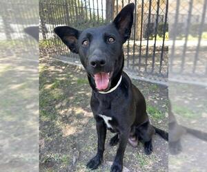 Labrador Retriever Dogs for adoption in Riverside, CA, USA