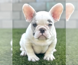 French Bulldog Puppy for sale in PORTLAND, OR, USA