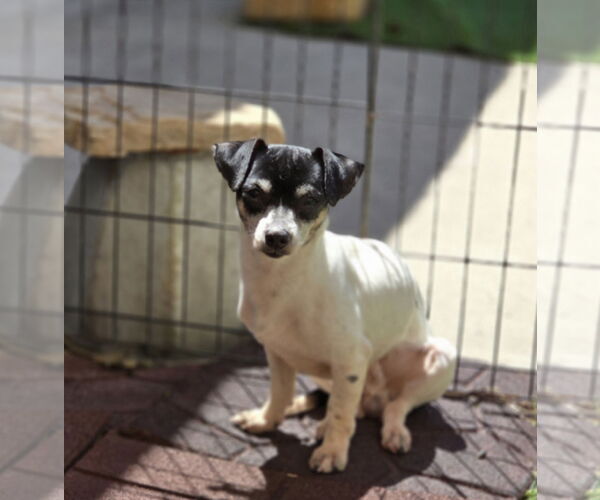 Medium Photo #5 Chihuahua Puppy For Sale in Sandy, UT, USA