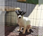 Small #4 Chihuahua