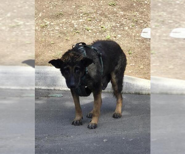 Medium Photo #1 German Shepherd Dog-Unknown Mix Puppy For Sale in San Antonio, TX, USA