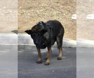 German Shepherd Dog-Unknown Mix Dogs for adoption in San Antonio, TX, USA