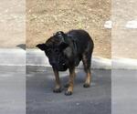 Small German Shepherd Dog Mix