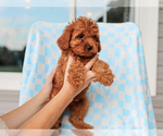 Small #4 Cavalier King Charles Spaniel-Poodle (Toy) Mix