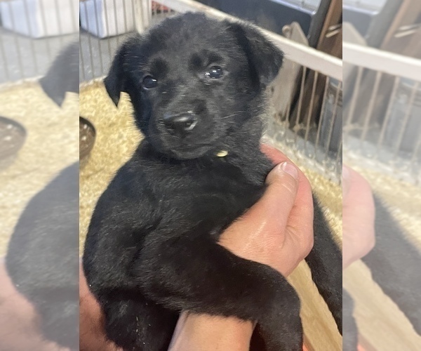 Medium Photo #1 German Shepherd Dog Puppy For Sale in MARION, SD, USA