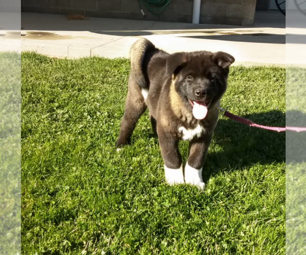 Medium Photo #8 Akita Puppy For Sale in FRESNO, OH, USA