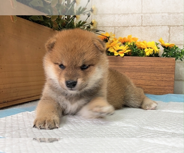 Medium Photo #9 Shiba Inu Puppy For Sale in DALLAS, TX, USA