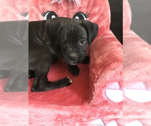 Boxer Puppy for sale in CLARKSTON, MI, USA