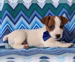 Jack Russell Terrier Puppy for sale in COLERAIN, PA, USA