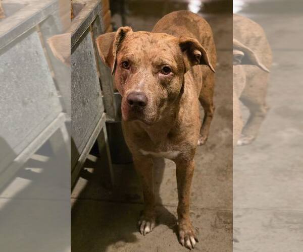 Medium Photo #1 Catahoula Leopard Dog-Unknown Mix Puppy For Sale in Visalia, CA, USA