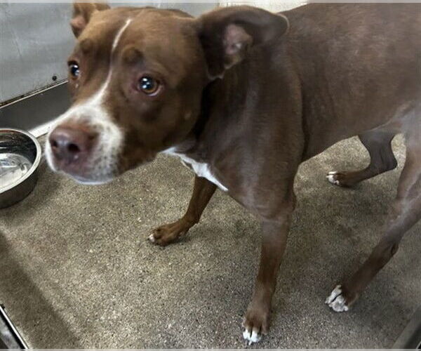 Medium Photo #1 American Pit Bull Terrier Puppy For Sale in San Bernardino, CA, USA