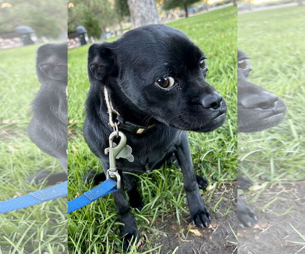 Medium Photo #2 Chug Puppy For Sale in San Diego, CA, USA