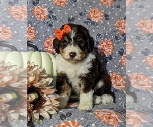 Aussiedoodle Puppy for sale in OXFORD, PA, USA