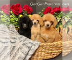 Image preview for Ad Listing. Nickname: Poodle Puppies