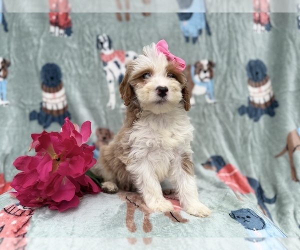 Medium Photo #5 Cock-A-Poo Puppy For Sale in LAKELAND, FL, USA