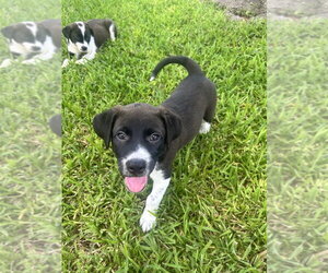Mutt Dogs for adoption in Oak Bluffs, MA, USA