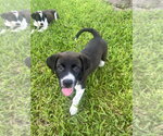 Small Mutt