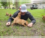 Small Photo #13 Vizsla Puppy For Sale in NEW YORK MILLS, MN, USA